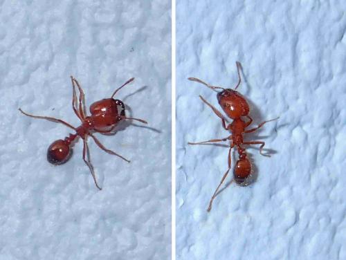 Réf. 222 061 : Solenopsis geminata
